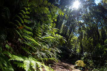 Flora and Fauna of La Palma in the Canary Islands - The amazing plants and environment of the most volcanic Island in the Canaries