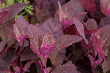Fresh purple Garden Orache, Atriplex hortensis or French spinach, loboda