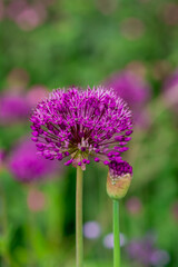 Fototapeta premium Giant allium flower heads in sunshine
