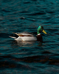 duck in the water