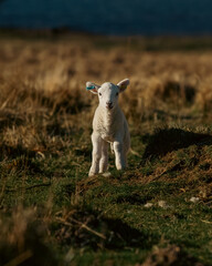 little lamb in the field