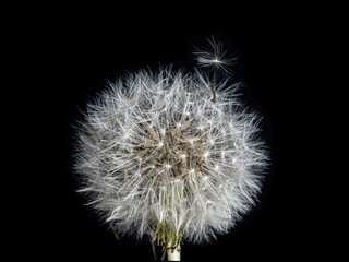 Fluffy dandelion on a dark background. Close-up on a black background
