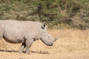 Obraz premium Rhinoceros walks in the grassland of Lake Nakuru National Park Kenya Africa