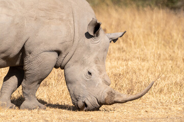 Fototapeta premium Rhinoceros walks in the grassland of Lake Nakuru National Park Kenya Africa