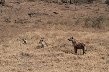 Naklejka na ściany i meble Three hyenas sit in a field in Kenya, Africa