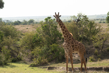 Giraffe looking at camera in the Masaai Mara Reserve