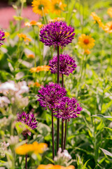 Fototapeta premium Giant allium flower heads in sunshine