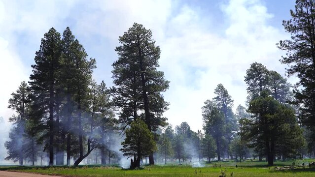Crater Sinks Northern Arizona Prescribed Burn Forest Wildfire, Pine Trees, America, USA 2023.