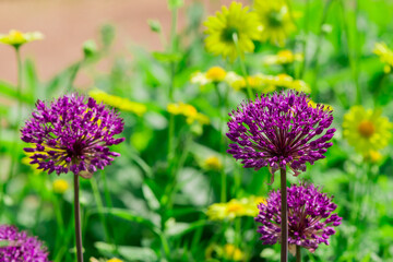 Giant allium flower heads in sunshine