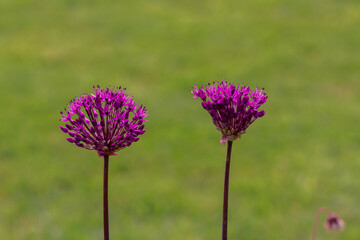 Giant allium flower heads in sunshine