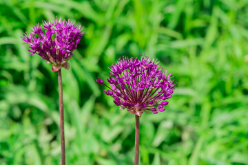 Giant allium flower heads in sunshine