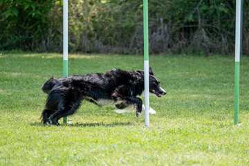 The Border collie dog breed faces the hurdle of slalom in dog agility competition.
