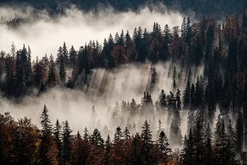 Fotobehang Mistig bos autumn  Carpathian forest in morning fog