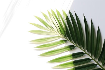 Palm leaf with shadow and light on white background, Generative Ai.