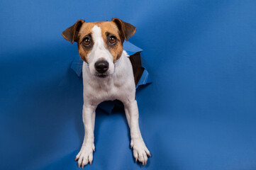Funny dog jack russell terrier climbs out of a paper blue background breaking a hole in it. 