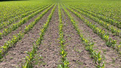 Ploughed fields with and without crops