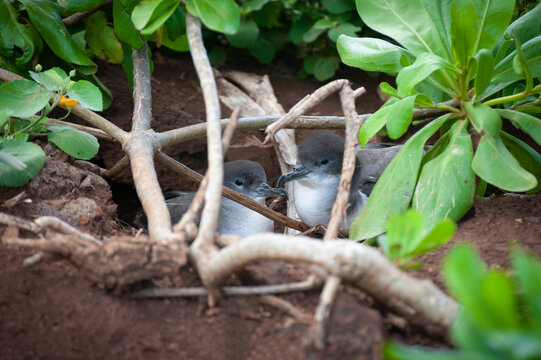 Nesting Wedge-Tailed Shearwater Birds Seen At at Kilauea Point Refuge, Kauai, Hawaii. The Wedge-tailed shearwater is a pelagic seabird that only comes to land to nest. They are indigenous to Hawaii.