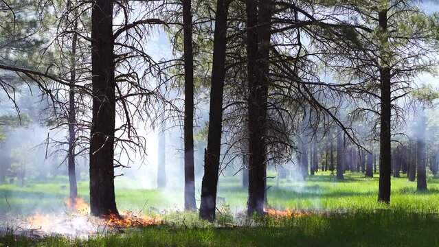 Crater Sinks Northern Arizona Prescribed Burn Forest Wildfire, Pine Trees, America, USA 2023.