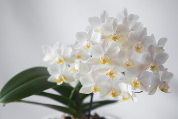 Flowering orchid phalaenopsis soft cloud