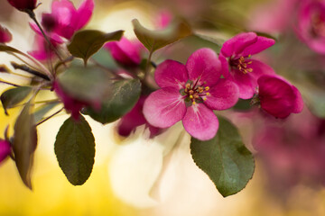 Fototapeta na wymiar Blooming pink apple tree in the garden close-up