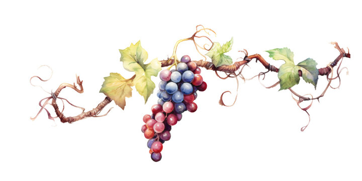 wild wine in watercolor design isolated on transparent background