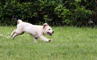 puppy dog running in the park