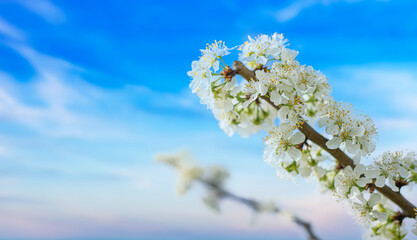 Cherry blossom tree against blue sky spring background. Blooming white tree against the blue sky.