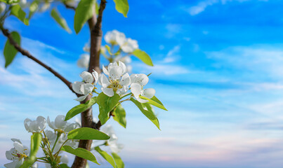 Cherry blossom tree against blue sky spring background. Blooming white tree against the blue sky.