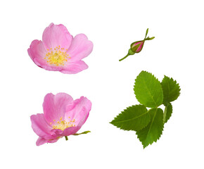 Set of wild rose flowers, buds and leaves isolated on white or transparent background