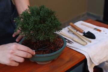 Shimpaku ( Juniperus) bonsai in a wooden surface beeing treated by a woman. Bonsai root cleaner in...