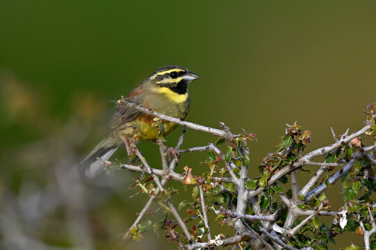 Cirl bunting // Zaunammer (Emberiza cirlus) - Nestos, Greece