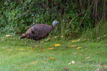 Wild Turkey Walking In The Grass Near The Woods