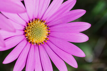 Obraz premium Macro photo of bright pink fresh chrisantemum flowers