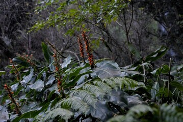 Ginger lilies in Madeira Portugal