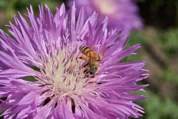 The bee (Lat. Anthophila) collects nectar and pollen from flowers. Summer.