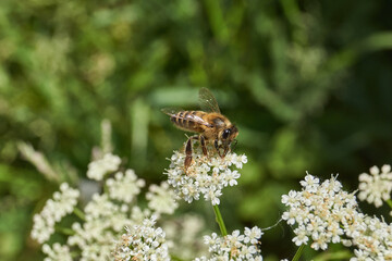 The bee (Lat. Anthophila) collects nectar and pollen from flowers. Summer.