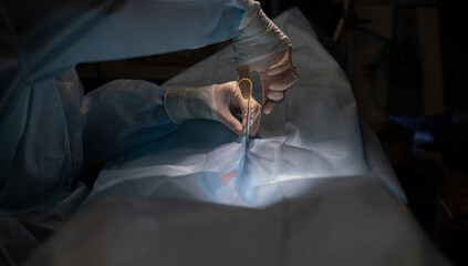 In dark surgery, the hands of the veterinary surgeon prepare the pet for the start of the...