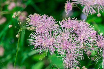 Meadow-rue (Thalictrum aquilegifolium) closeup