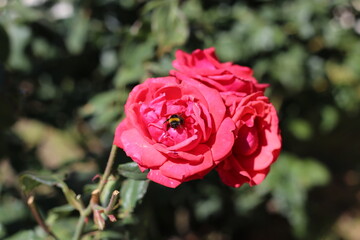 bumble bee and roses