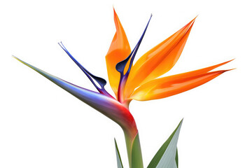Bird of Paradise Flower Tropical Garden Nature on White background, HD