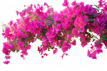 Bougainvillea Flower Tropical Garden Nature on White background, HD