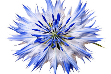 Obraz premium Cornflower Flower Tropical Garden Nature on White background, HD