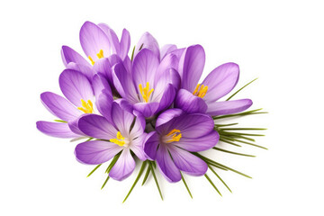 Obraz premium Crocus Flower Tropical Garden Nature on White background, HD
