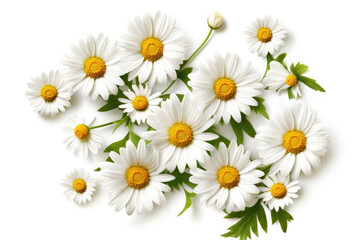 Fototapeta premium Daisy Flower Tropical Garden Nature on White background, HD