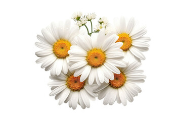 Obraz premium Daisy Flower Tropical Garden Nature on White background, HD