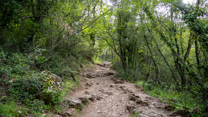 forest hiking trail. Forest and walking path among green trees in nature
