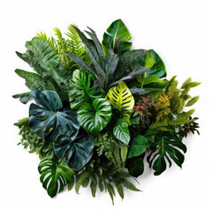 Fototapeta premium Green And Variegated Leaves Tropical Garden Nature on White background, HD