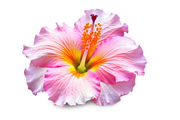 Hibiscus Flower Tropical Garden Nature on White background, HD