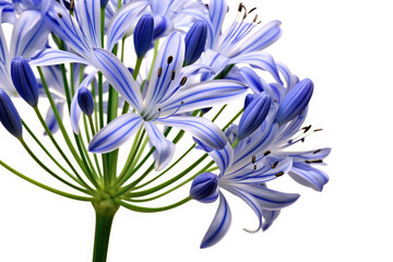Agapanthus Flower Tropical Garden Nature on White background, HD