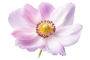 Anemone Flower Tropical Garden Nature on White background, HD